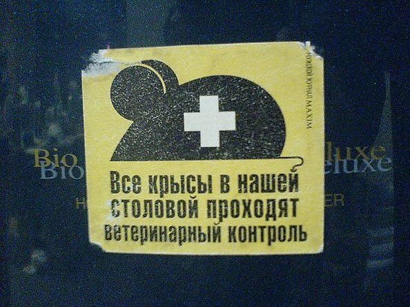 Ёна крысы в нашен ствлпвои проходят ВВТВПИНВПНЫИ КПНТПППЬ