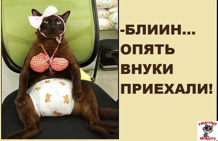 тёщи _