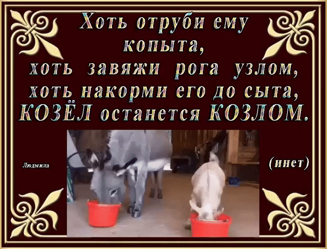 Хоть отруби ему копыта хоть завяжи рога узлом хоть накорми его до сыта КОЗЁЛ останется КОЗЛОМ
