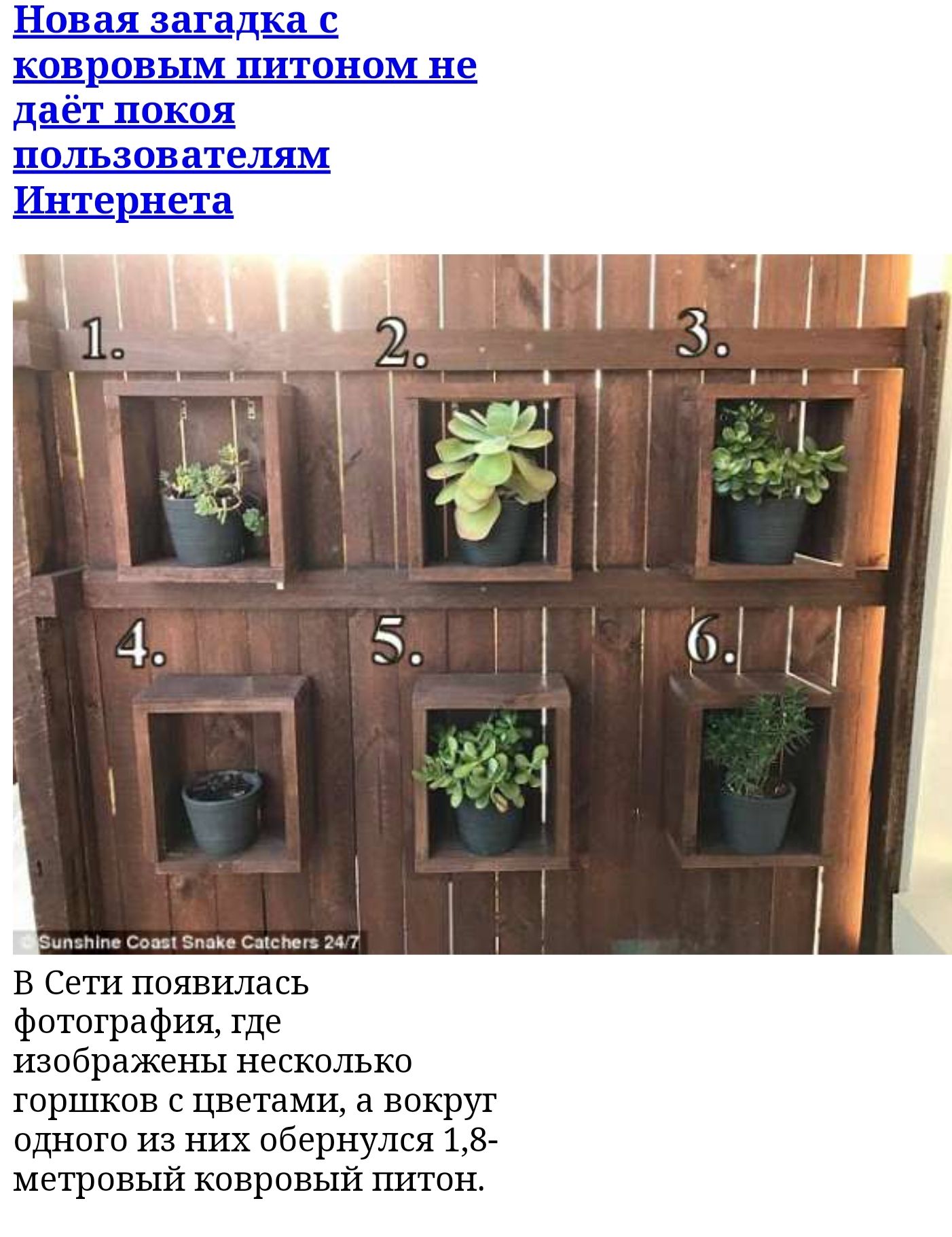 Новая загадш щровым питоном не даёт покоя пользователям Интернета Зиччъгтіпс Сом Стане Саіспег 2д 7 В Сети появилась фотография где изображены несколько горшков с цветами а вокруг одного из них обернулся 18 Метровый ковровый питон