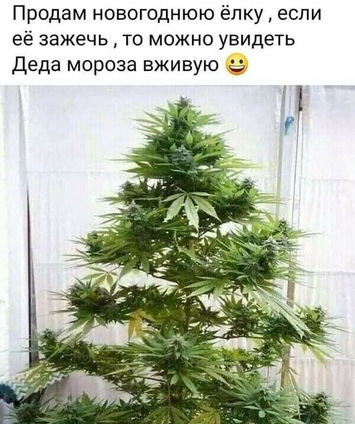 Продам новогоднюю ёлку если её зажечь то можно увидеть Деда мороза вживую
