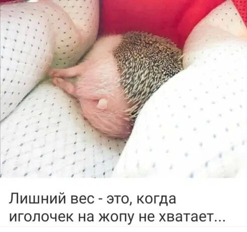 Лишний вес это когда иголочек на жопу не хватает