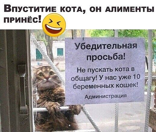 ВПУСТИТЦЕКОТА ОН АЛИМЕНТЫ Не пускать кота в общагу У нас уже 10 беременных кошек _ Администрация