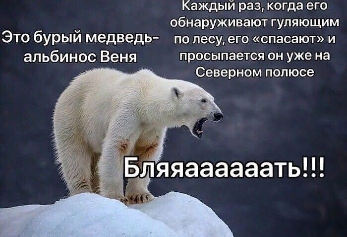 Каждый раз когда его обнаруживают гуляющим ЭТО бурыи медведь по лесу его спасают и альбинос Веня просыпается он уже на Северном полюсе Бляяаааааатьп