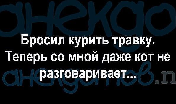 Бросил курить травку Теперь со мной даже кот не разговаривает