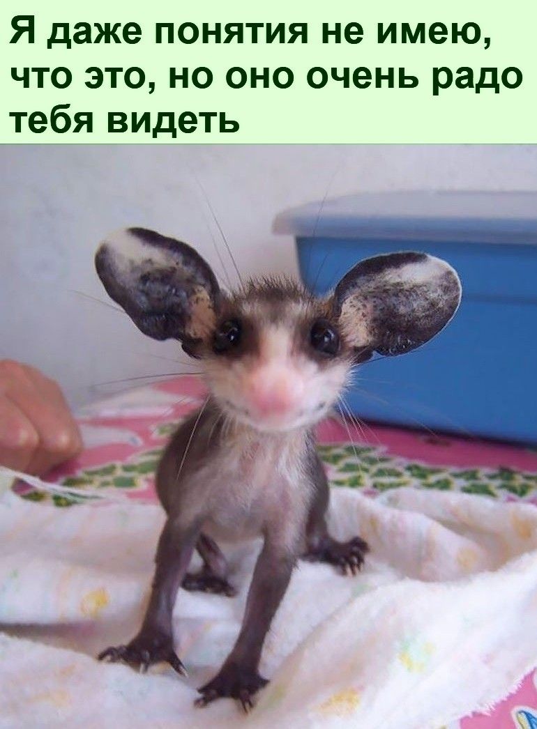 Я даже понятия не имею что это но оно очень радо тебя видёь