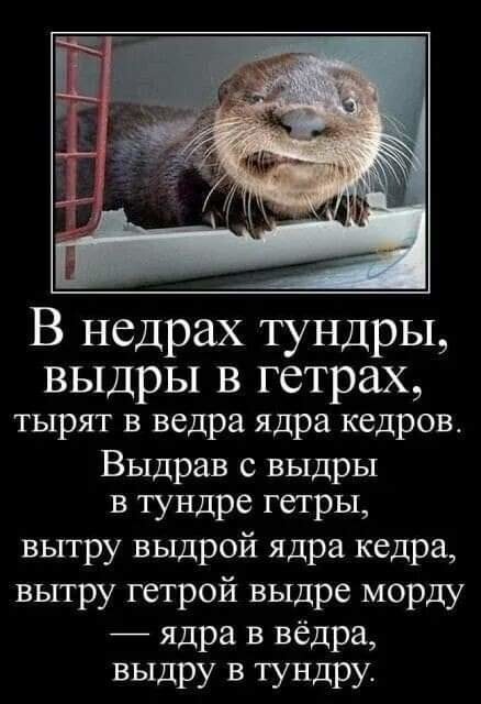 В недрах тундры ВЫДрЫ В гетрах тырят в ведра ядра кедров Выдрав с выдры в тундре гетры вьггру выдрой ядра кедра вытру гетрой выдре морду ядра в вёдра выдру в тундру