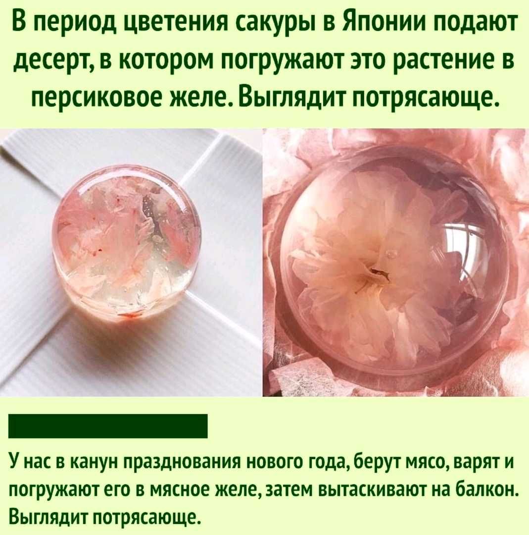 В период цветения сакуры в Японии подают десерт в котором погружают это растение в персиковое желе Выгляцит потрясающе __ _ к У нас в канун празднования нового года берут мясо варят и погружают его в мясное желе затем вытаскивают на балкон Выглядит потрясающе