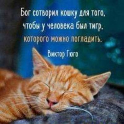 Бог сотворил щш того чтоби у человека был тигр которого можно погладить