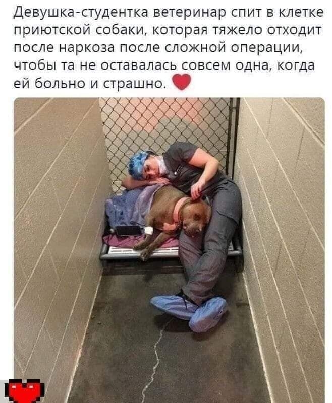 Девушка студентка ветеринар спит в клетке приютской собаки которая тяжело отходит после наркоза после сложной операции чтобы та не оставалась совсем одна когда ей больно и страшно