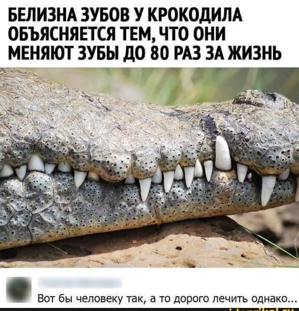 БЕЛИЗНА ЗУБОВ У КРОКОДИЛА ОБЪЯСНЯЕТСЯ ТЕМ ЧТО ОНИ МЕНЯЮТ 3УБЬ ДО 80 РАЗ ЗА ЖИЗНЬ ____ Вот бы человеку так а то дорого лечить однако