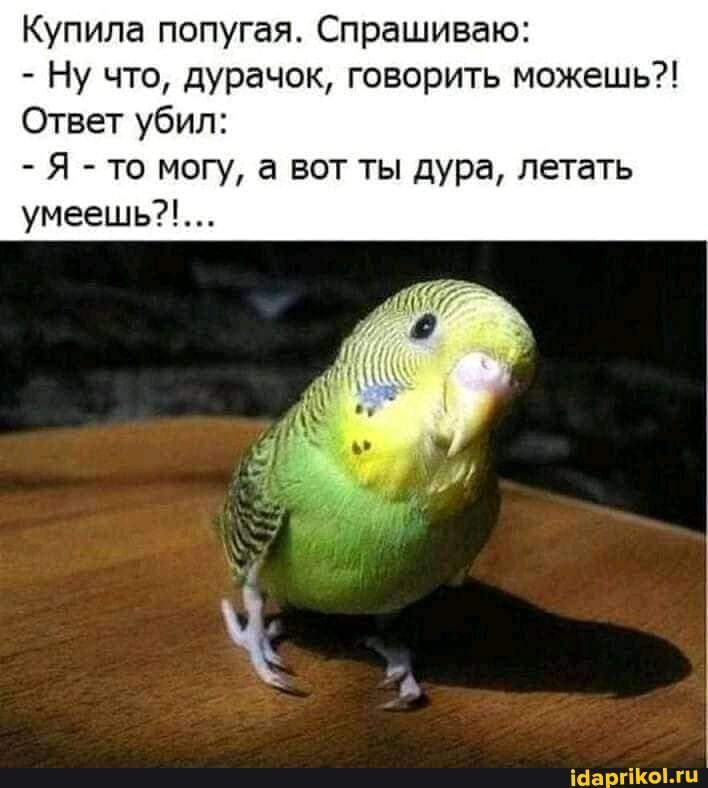 Купила попугая Спрашиваю Ну что дУрачок говорить можешь Ответ убил Я то могу а вот ты дура летать умеешь