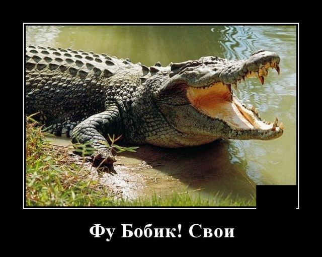 Фу Бобик Свои