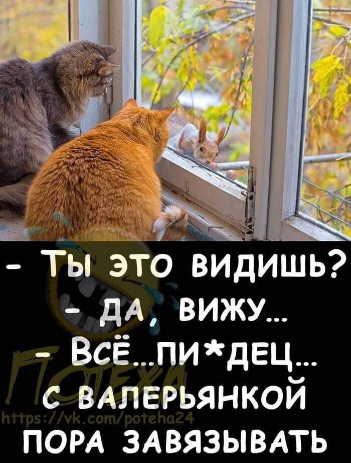 3 ы это вилишь дА вижу Всёпидец с ВАЛЕРЬЯНКОЙ ПОРА ЗАВЯЗЫВАТЬ