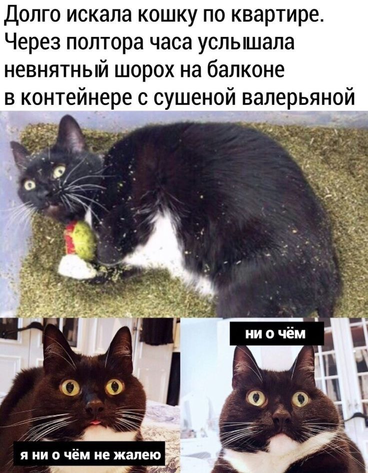 Долго искала кошку по квартире Через полтора часа услышала невнятный шорох на балконе в контейнере с сушеной валерьяной