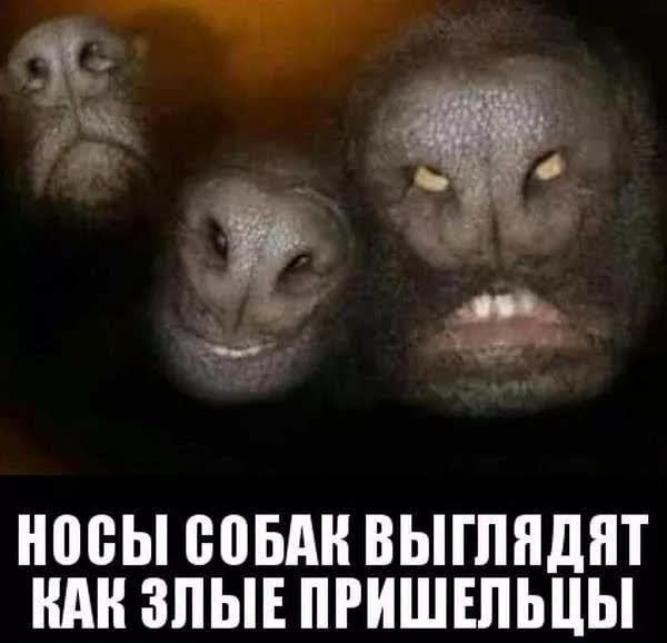 носы МБА ВЫГПЯДПТ НАН ЗЛЫЕ ПРИШЕПЬЦЫ
