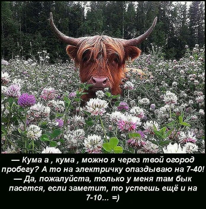 о Кума а кума можно я через твой огород пробегу А то на электричку опаздываю на 7 40 да пожалуйста только у меня там бык пасется если заметит то успеешь ещё и на 7 10