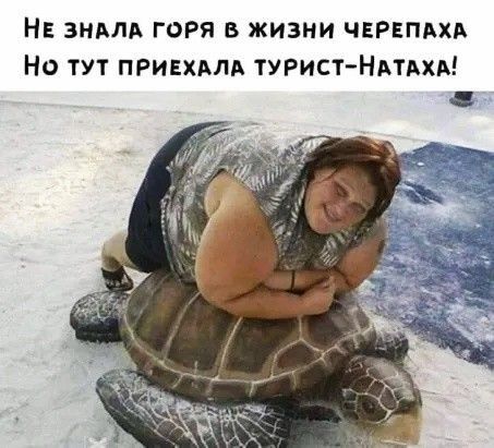 НЕ эндлд горя в жизни ЧЕРЕПАХА Но тут привхмд ТУРист Нмдхд