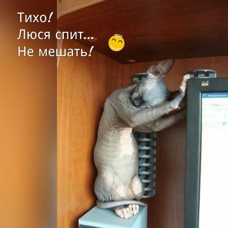 Тихо Люся спит Не мешать