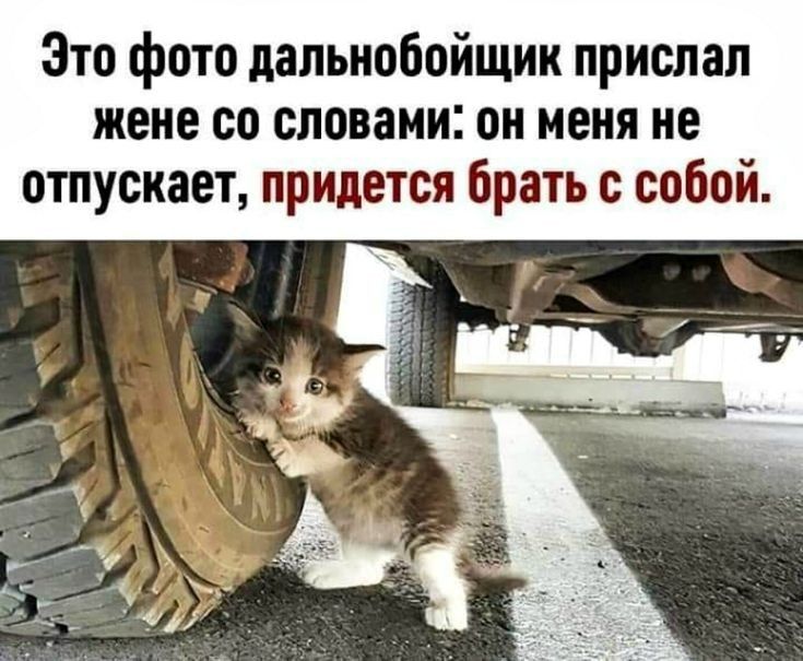 Это фото дальнобойщик прислал жене со словами он меня не отпускает придется брать с собой