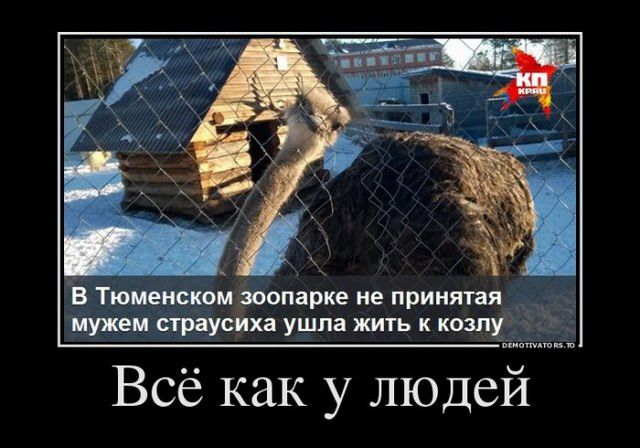 В Тюменском зоопарке не принятая йужеи страусиха ушла жить к козлу Всё как у людей