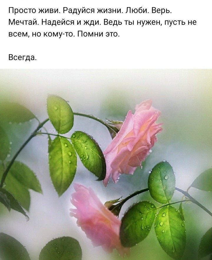 Просто живи Радуйся жизни Люби Верь Мечтай Надейся и жди Ведь ты нужен пусть не всем но кому то Помни это Всегда