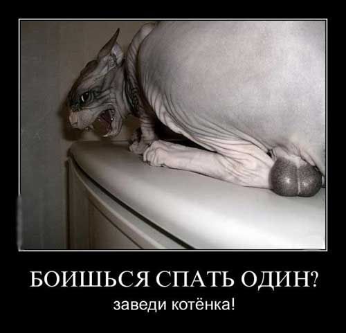 БОИШЬСЯ СПАТЬ ОДИН заведи котёнка