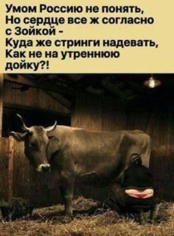 Умом Россию не понять Но сердце все ж согласно Зайкой Куда же стринги надевать Как на на утреннюю пайку