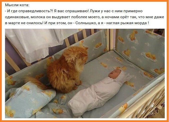 Мысли кота _ и где справедливость я вас спрашиваю Лужи у нас с ним примерно одинаковые молока он выдувает поболее моего а ночами орет так что мне даже в марте не снилось и при этом он Солнышко а я наглая рыжая морда