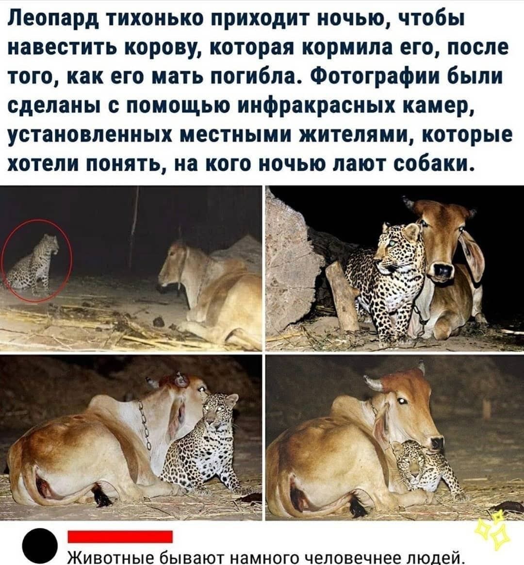 Леопард тихонько приходит ночью чтобы навестить корову которая кормила его после того как его мать погибла Фотографии были сделаны с помощью инфракрасных камер установленных местными жителями которые хотели понять на кого ночью лают собаки