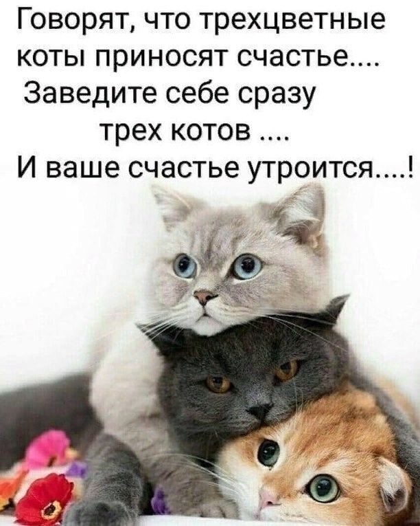 Говорят что трехцветные коты приносят счастье Заведите себе сразу трех котов И ваше счастье утроится ч_ в