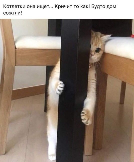 Котлетки она ищет Кричит то как Будто дом сожгли