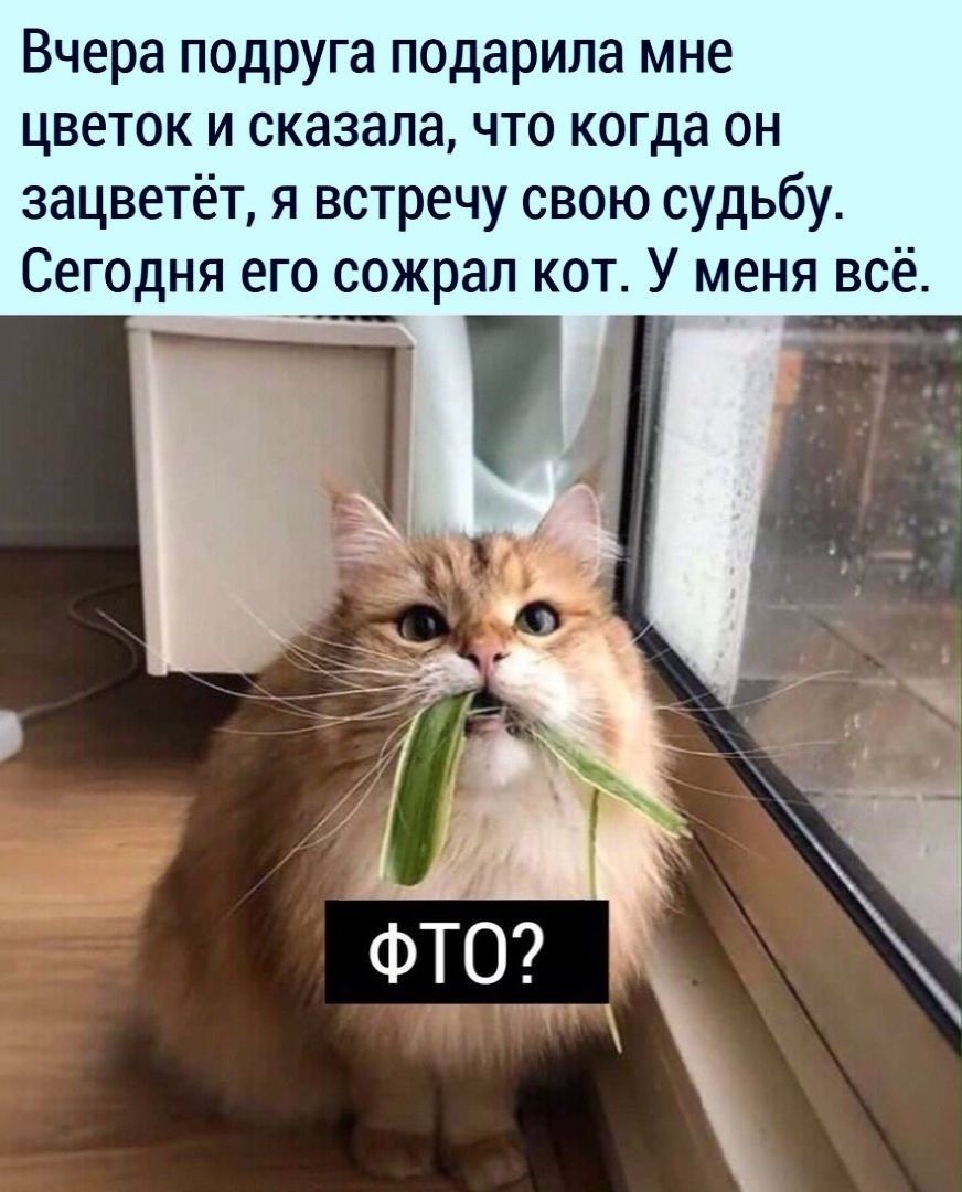 Вчера подруга подарила мне цветок и сказала что когда он зацветёт я встречу свою судьбу Сегодня его сожрал кот У меня всё _