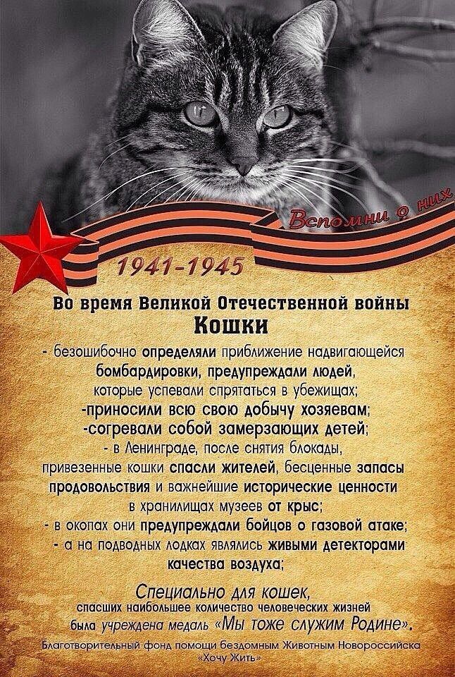 во время великий птечественипй впйиы кошки Безошибочио ппредвняли прибннжение ипдвигпющейсн бомбардировки предупреждали мешай которые успевкми сприттьсн в убеницшн прииосии всю свою добычу хозяевам согревпм собой замерзающих Аете в мэнннтраде ле сиигия едешь привезенные кошки ОПЦСАИ итемэй бесценные хппасы продивпмствич и Важнейшие исторические ценности в хрпнидищах музеев от крыл _ в окопах они п