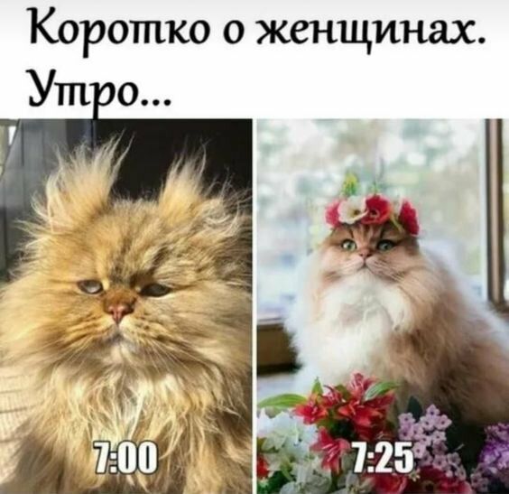 Коротко о женщинах