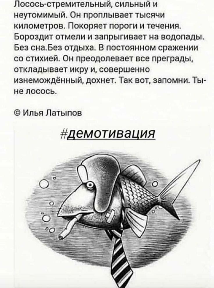 Лососьстремительный сильный и неутомимый Он проплывает тысячи километров Покоряет пороги и течения Бороздит отмели и запрыгивает на водопады Без снаБез отдыха В постоянном сражении со стихией Он преодолевает все преграды откладывает икру и совершенно изнемождённый дохнет Так вот запомни Ты не лосось Илья Латыпов демотивация