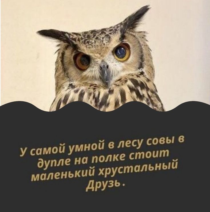 В лесу совы в у самой ум 10й дупле на полке стоит маленький хрустш:ьны друзь
