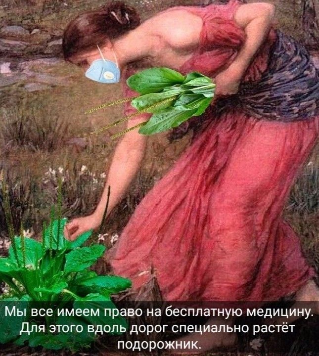 Мы все имеем право на бесплатную медицину для этого вдоль дорог специально растёт подорожник