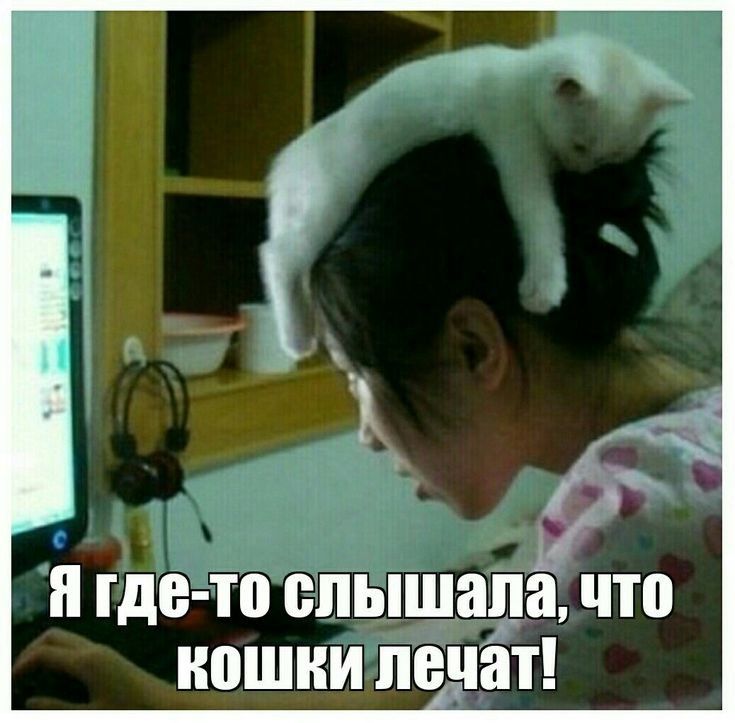 я где то слышала что КОШКИ ЛЕНЁП