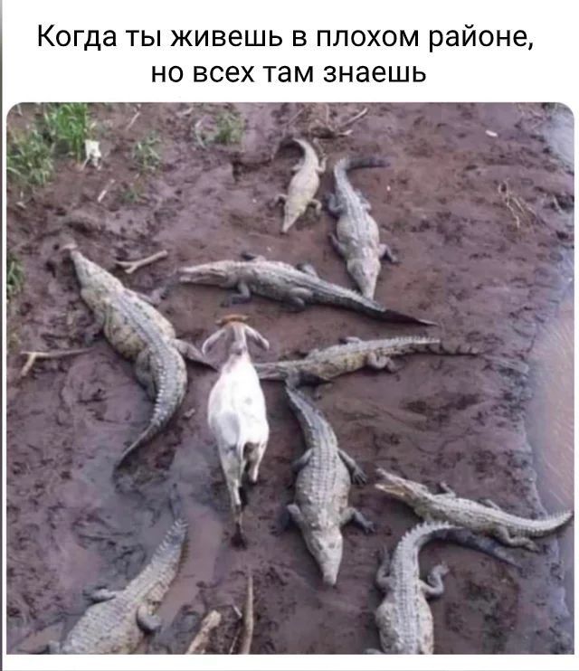 Когда ты живешь в плохом районе но всех там знаешь