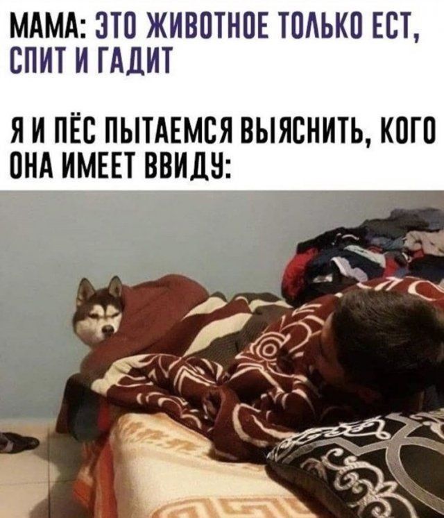 МАМА ЗТП ЖИВОТНПЕ ТПАЬКП ЕСТ СПИТ И ГАЛИТ Я И ПЁС ПЬПАЕМЕЯ ВЫЯСНИТЬ КОГО ПНА ИМЕЕТ ВВИДН