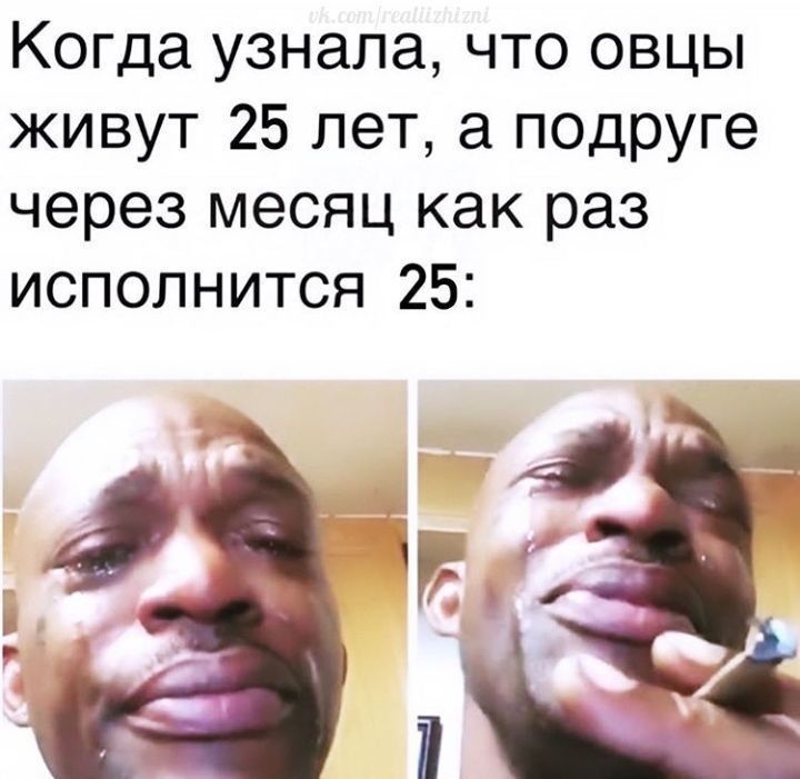 Когда узнала что овцы живут 25 лет а подруге через месяц как раз исполнится 25