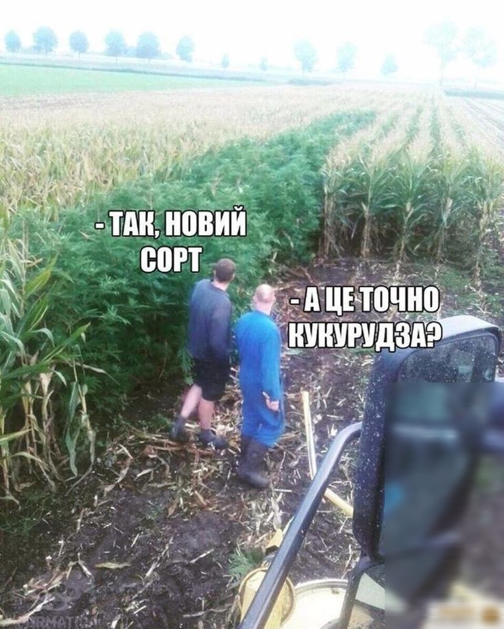 тднД
