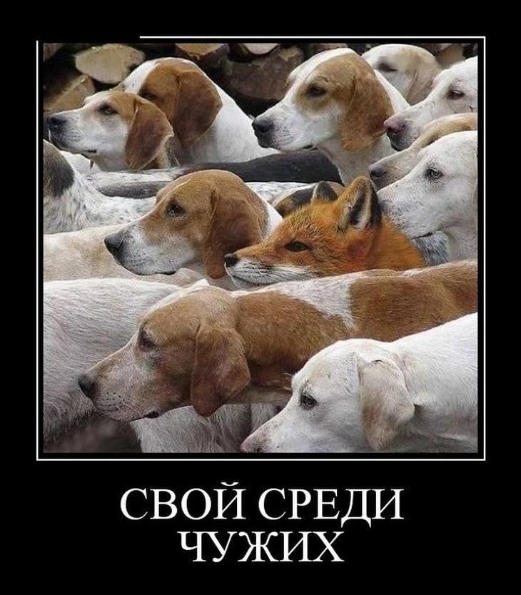 СВОЙ СРЕДИ ЧУЖИХ