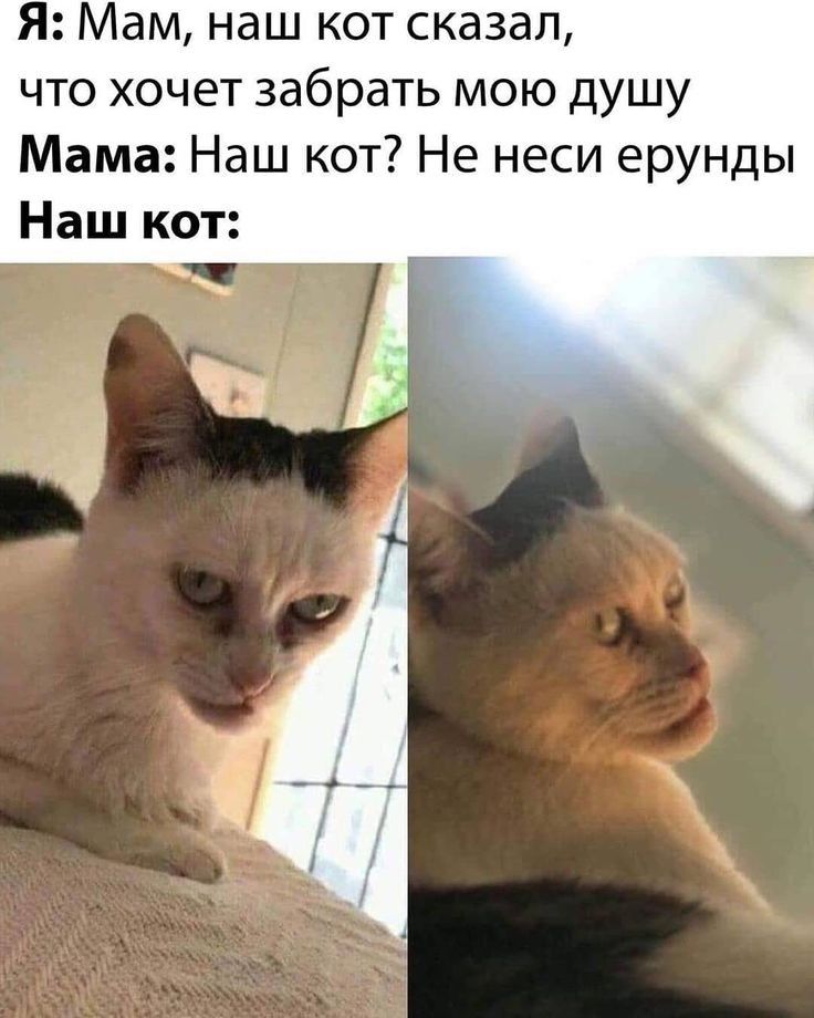 Я Мам наш кот сказал что хочет забрать мою душу Мама Наш кот Не неси ерунды Наш кот