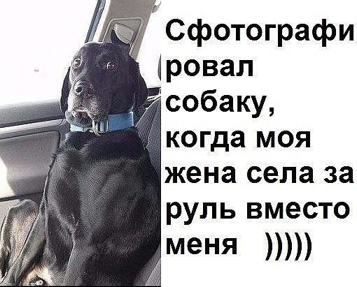 Сфотографи іровал собаку когда моя жена села за руль вместо меня
