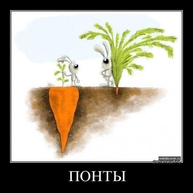 ПОНТЫ
