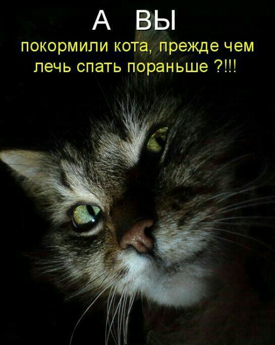 АЗЫ покормипи котЁк прежде чем лечь спать пораньше
