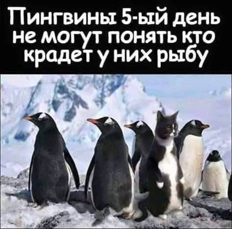 Пингвины 5 Ь1й день не могут понять кто крадет у них рыбу