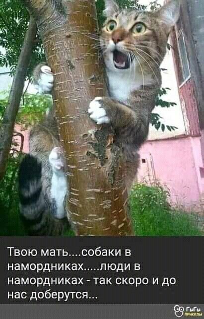 Твою матьсобаки в намордниках ЛЮДИ В намордниках ТЭК СКОРО И ДО нас доберутся пп